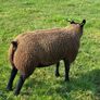 Blue TEXEL pedigree sheep Image 9