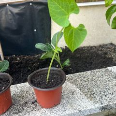 French Beans