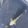 Premium Axolotl Juveniles Image 2