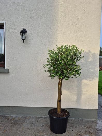 Olive tree, extra large 45cm pot / 1 available