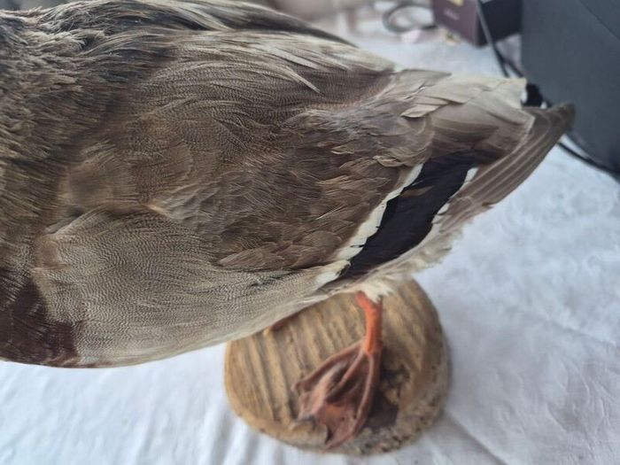 Vintage Taxidermy Mallard Duck