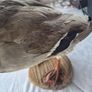 Vintage Taxidermy Mallard Duck Image 7