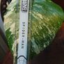 No.76 Monstera Albo Rooting leaf cut Image 2