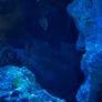 Marine aquarium set up 250L Image 4