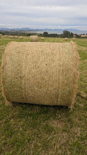 Excellent Quality Hay Bales