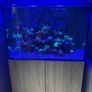 Reef Fish Tank Image 8