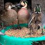 Ornamental waterfowl Image 3