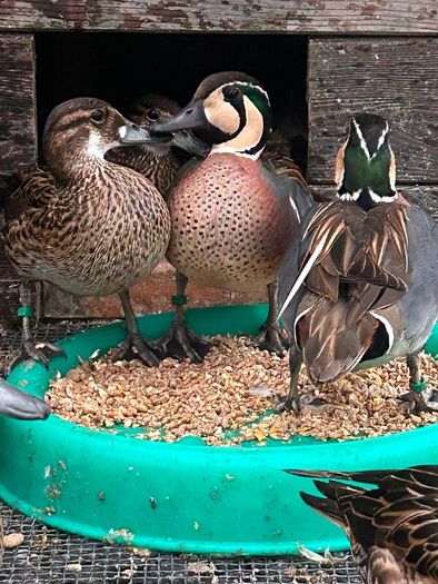 Ornamental waterfowl