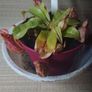 Rare to find Nepenthes Image 2