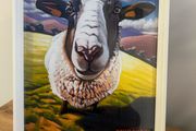 sheep print