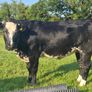 Cattle Image 8