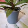 plant tradescantia Image 2