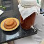 kambucha scobi Image 2