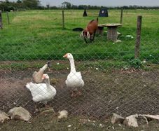 Geese
