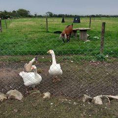 Geese