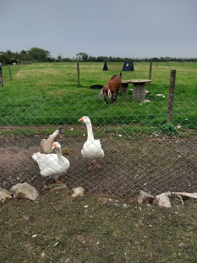 Geese