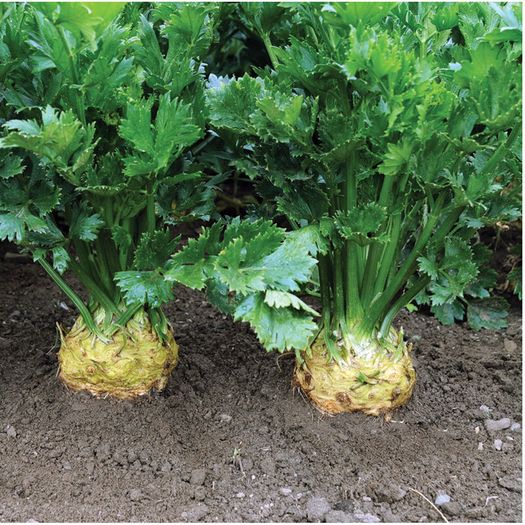 (C) Celery Brilliant seeds 0.02g (210343)