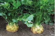 (C) Celery Brilliant seeds 0.02g (210343)