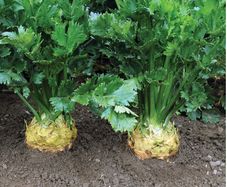 (C) Celery Brilliant seeds 0.02g (210343)