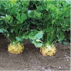 (C) Celery Brilliant seeds 0.02g (210343)