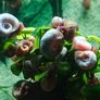 Aquarium Snails Ramshorn & Malaysian Trumpet(Melania) Image 3