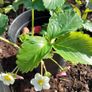 Organic Strawberry plants Image 6
