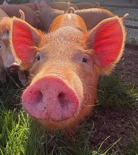 Tamworth weaners