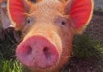 Tamworth weaners