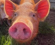Tamworth weaners