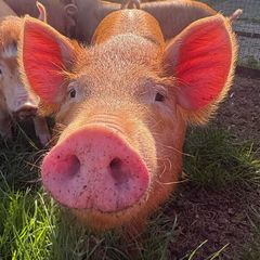 Tamworth weaners