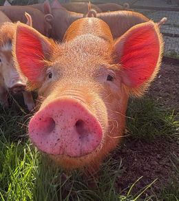 Tamworth weaners