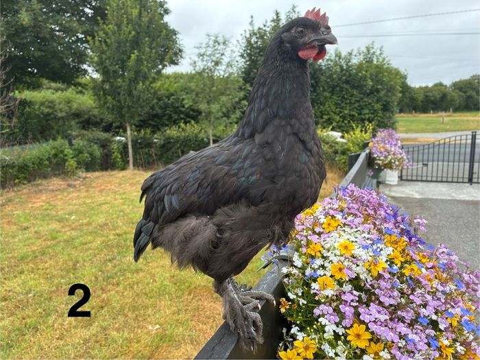 Roosters