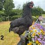 Roosters Image 3