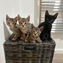 kittens Image 2