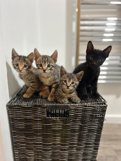 kittens