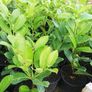 Laurel Hedging Image 4