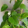 Healthy Golden Pothos - Large 1.50m Image 6
