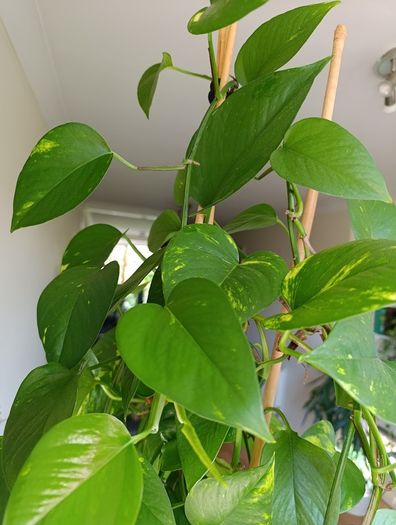 Healthy Golden Pothos - Large 1.50m