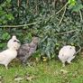 Hens & pullets Image 3
