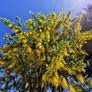 Labernum Plants Image 2