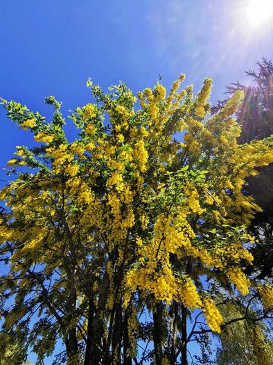 Labernum Plants