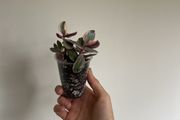 Variegated Jade Plant