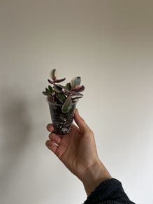 Variegated Jade Plant