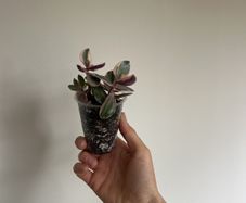 Variegated Jade Plant