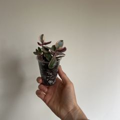 Variegated Jade Plant