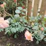 Rose  plant Image 8