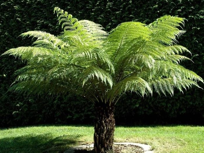Tree Ferns-Dicksonia antarctica