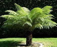 Tree Ferns-Dicksonia antarctica