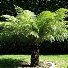 Tree Ferns-Dicksonia antarctica
