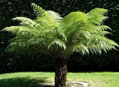 Tree Ferns-Dicksonia antarctica